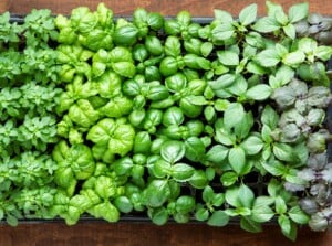 On a rustic wooden table sits a sleek black tray, neatly organized with rows of basil varieties. Each basil plant boasts distinct leaf shapes and colors, creating a visually captivating display of nature's diversity and culinary potential.