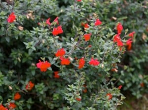 Autumn Sage features aromatic, lance-shaped leaves with scalloped edges and vibrant tubular flowers in shades of red.