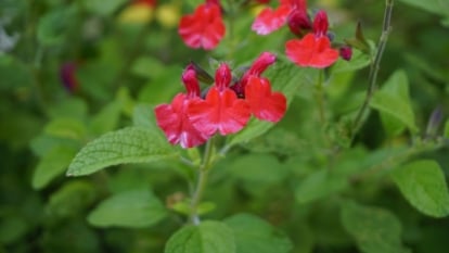 Salvia greggii displays slender, serrated leaves of silvery-green hue, contrasting beautifully with its profusion of tubular flowers of pink-red hue.