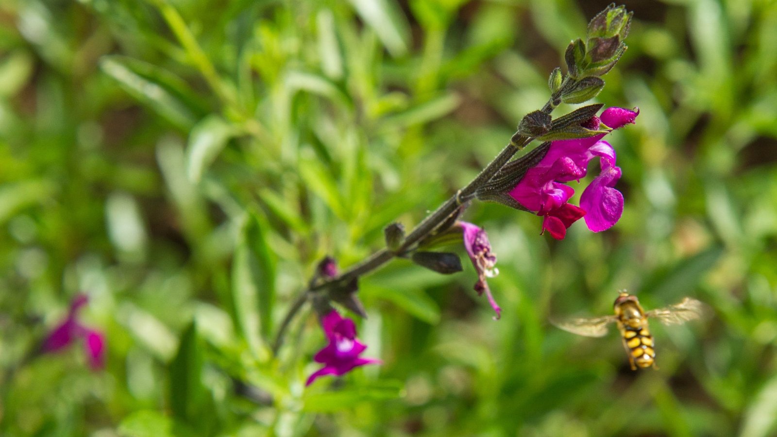 Close-up of a bee hovering next to a Salvia greggii flower inflorescence consisting of tubular flowers in a bright pink-violet hue.