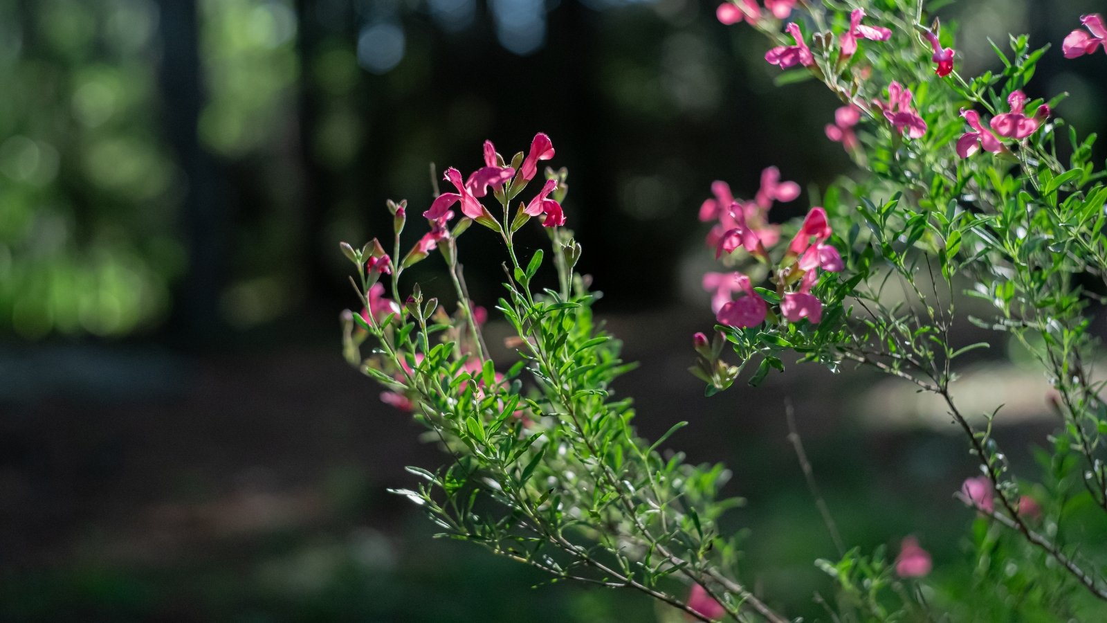 With its lance-shaped foliage in shades of green to gray-green, Autumn Sage produces an abundance of tubular flowers in a spectrum of colors, including crimson, providing a delightful pop of color in the garden.