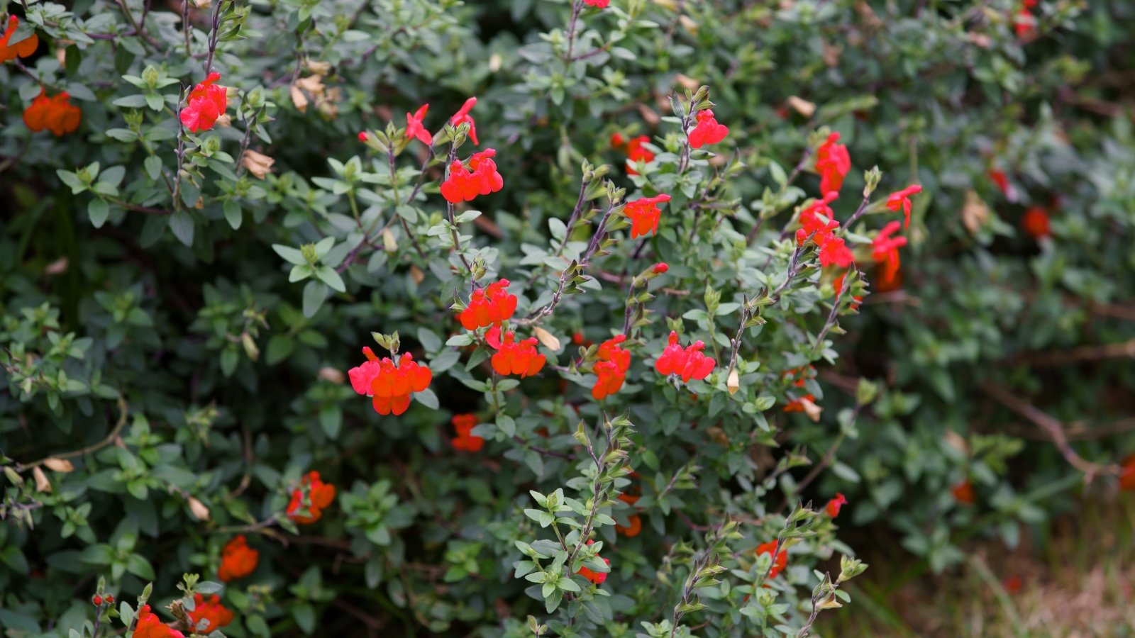 Autumn Sage features aromatic, lance-shaped leaves with scalloped edges and vibrant tubular flowers in shades of red.