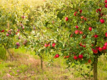 The backyard orchard features neatly spaced trees with gnarled branches, lush green leaves, and clusters of ripe, red and green apples hanging from their boughs, creating a picturesque and bountiful scene.