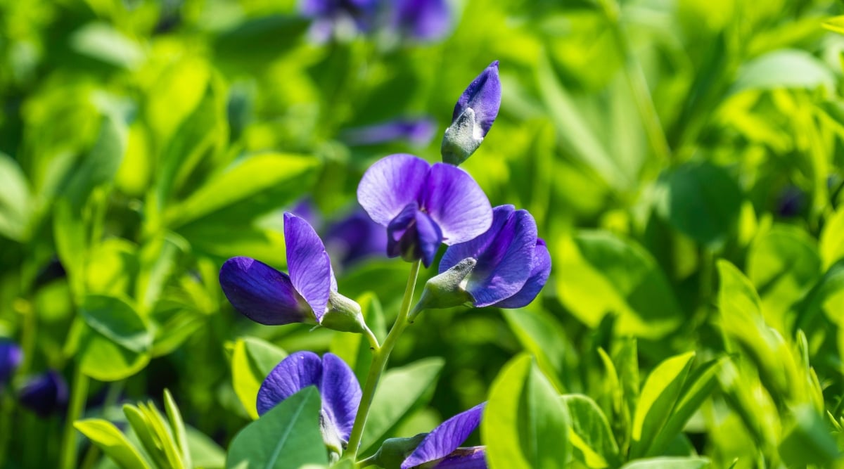 Close-up of a Blue Wild Indigo flower that consists of small rounded purple florets similar to peas. Green foliage on a blurred background.