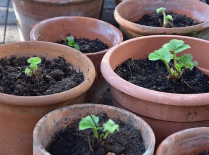 Several brown pots sit filled with dark, nutrient-rich soil, providing a perfect environment for growth. Emerging from the soil, strawberry seedlings reach above, their delicate green leaves unfurling in the warm air, promising future fruitfulness.