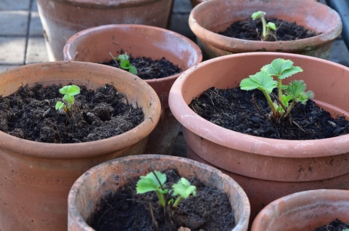 Several brown pots sit filled with dark, nutrient-rich soil, providing a perfect environment for growth. Emerging from the soil, strawberry seedlings reach above, their delicate green leaves unfurling in the warm air, promising future fruitfulness.