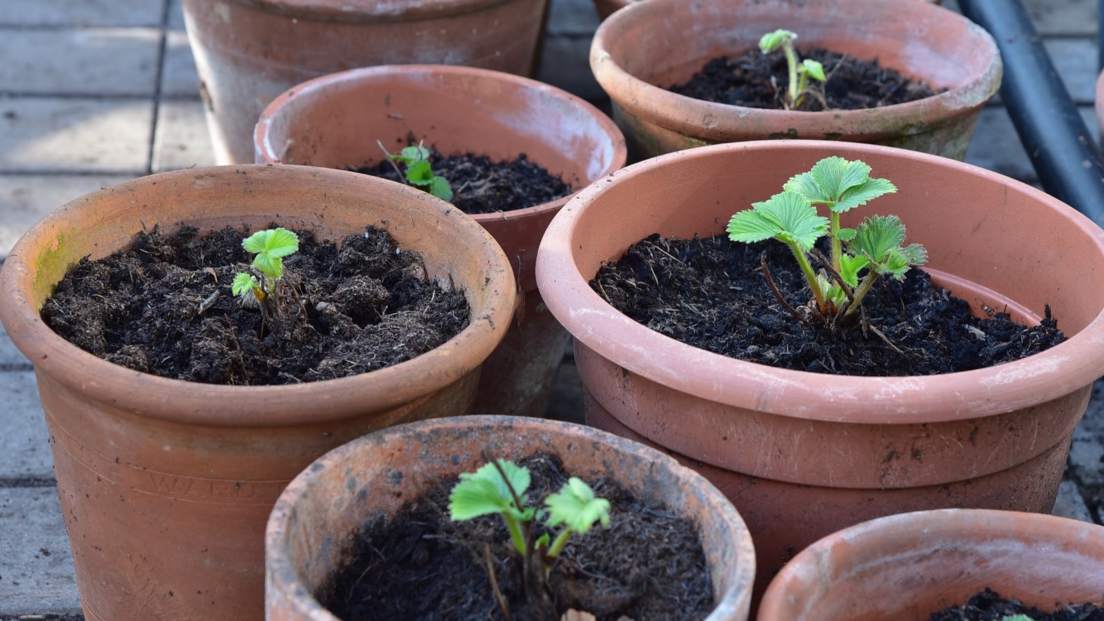 Several brown pots sit filled with dark, nutrient-rich soil, providing a perfect environment for growth. Emerging from the soil, strawberry seedlings reach above, their delicate green leaves unfurling in the warm air, promising future fruitfulness.