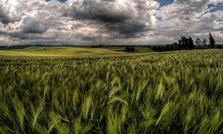 Barley field