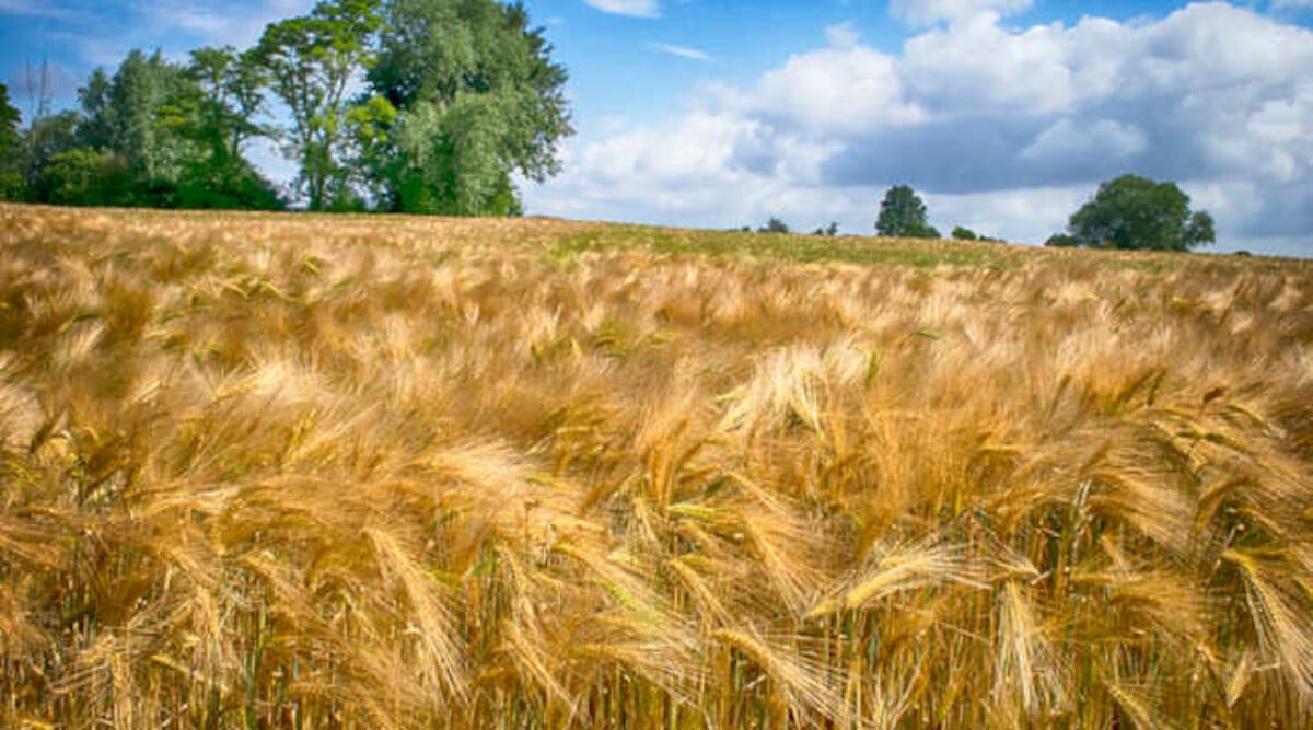 Barley plant