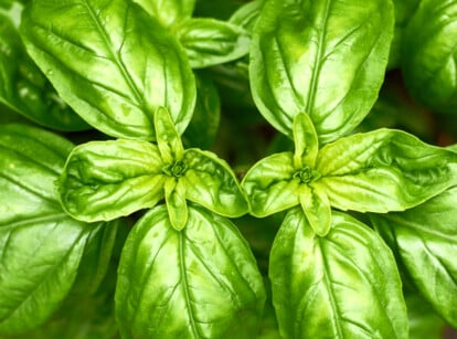 Basil leaves