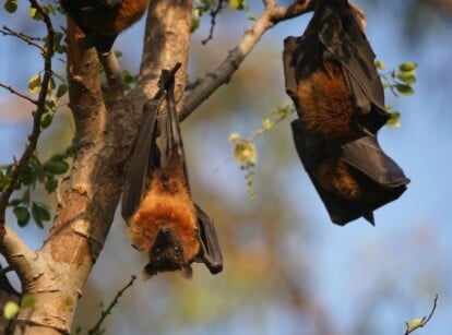 Two rust and black fruit bats hang from the branches of a tree in the garden.