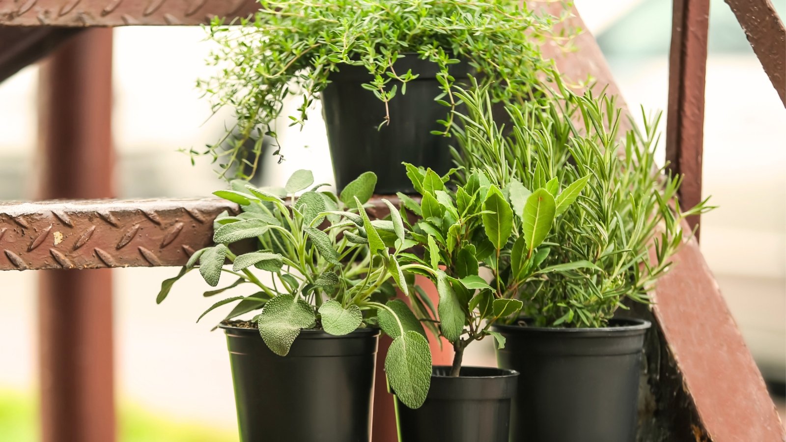 Close-up of three black pots of Bay laurel, rosemary, sage, and thyme exhibiting a variety of textured leaves: bay laurel's elongated, dark green leaves; rosemary's needle-like foliage with a grayish-green hue; sage's velvety, gray-green leaves; and thyme's tiny, oval-shaped leaves.