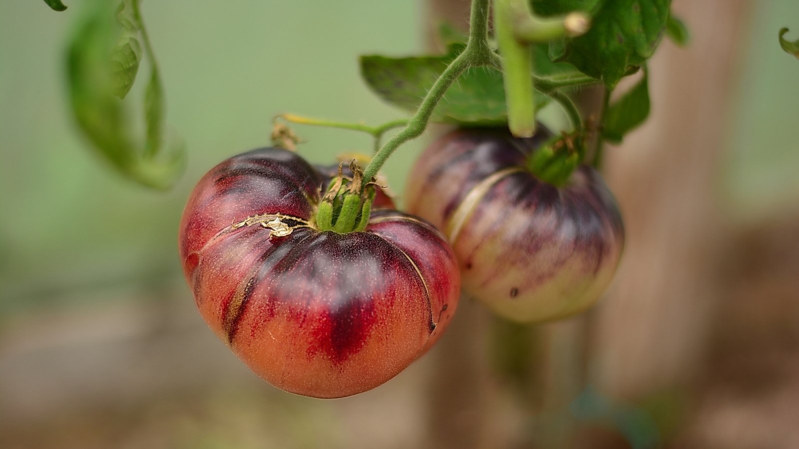 A close-up of two 'Purple Zebra' tomatoes, showcasing red and deep purple tones, hanging gracefully from their vines, ripe and ready for picking in a luscious garden setting.