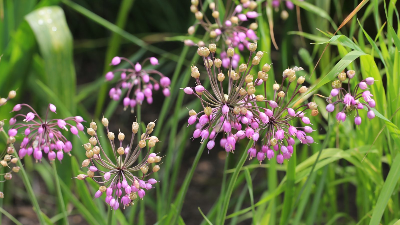 Purple nodding onion flowers tower gracefully, their slender stems reaching for the sky. In the blurred backdrop, tall grasses sway gently, creating a serene natural tapestry that frames the vibrant blooms in soft focus.