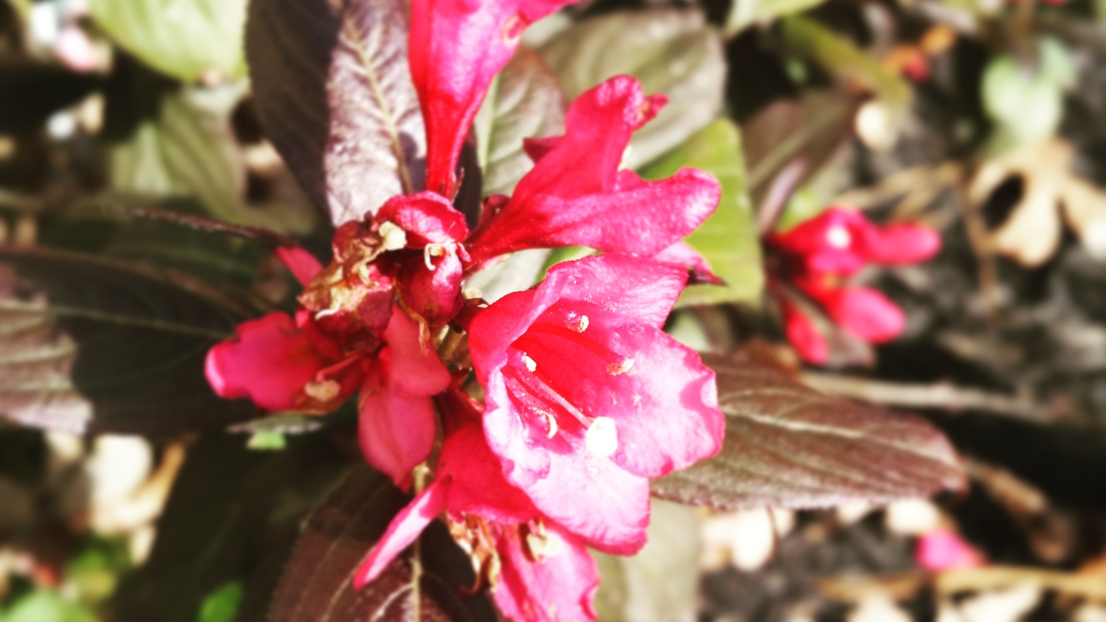A close-up of vibrant pink ‘Vinho Verde’ weigela flowers nestled among brown leaves, bathed in radiant sunlight, showcasing their delicate hues in full bloom.
