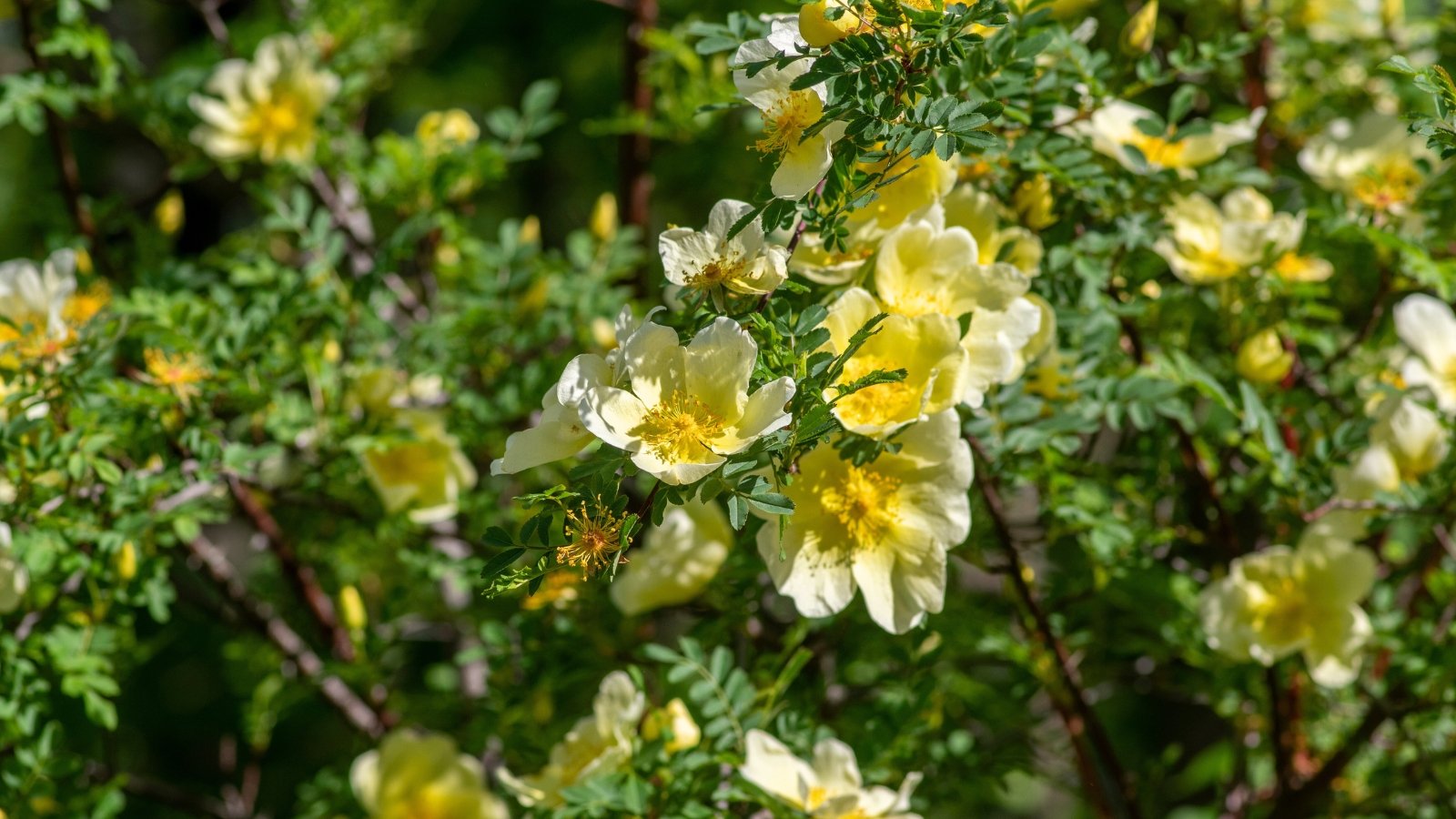 beautiful foliage roses. Close-up of blooming roses 'Father Hugo' which feature gracefully arching stems with finely divided, fern-like leaves and is adorned with abundant, small, pale yellow, single-petaled flowers.