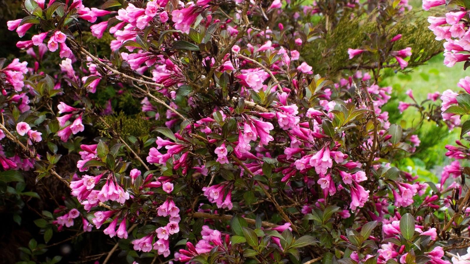 A lush 'Very Fine Wine' weigela shrub displays vibrant purple flowers, accentuated by a backdrop of lush green foliage with hints of earthy brown, creating a captivating garden centerpiece.
