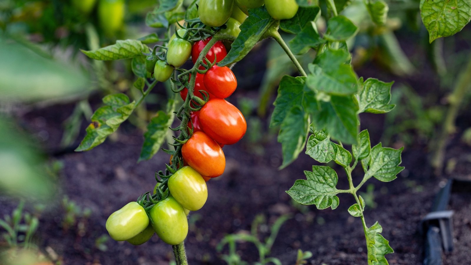 Close-up of a cluster of plump, ripe cherry tomatoes nestled among a backdrop of lush, verdant green foliage in a well-tended garden bed, with the vibrant red fruits shining brightly against the backdrop of healthy leaves.
