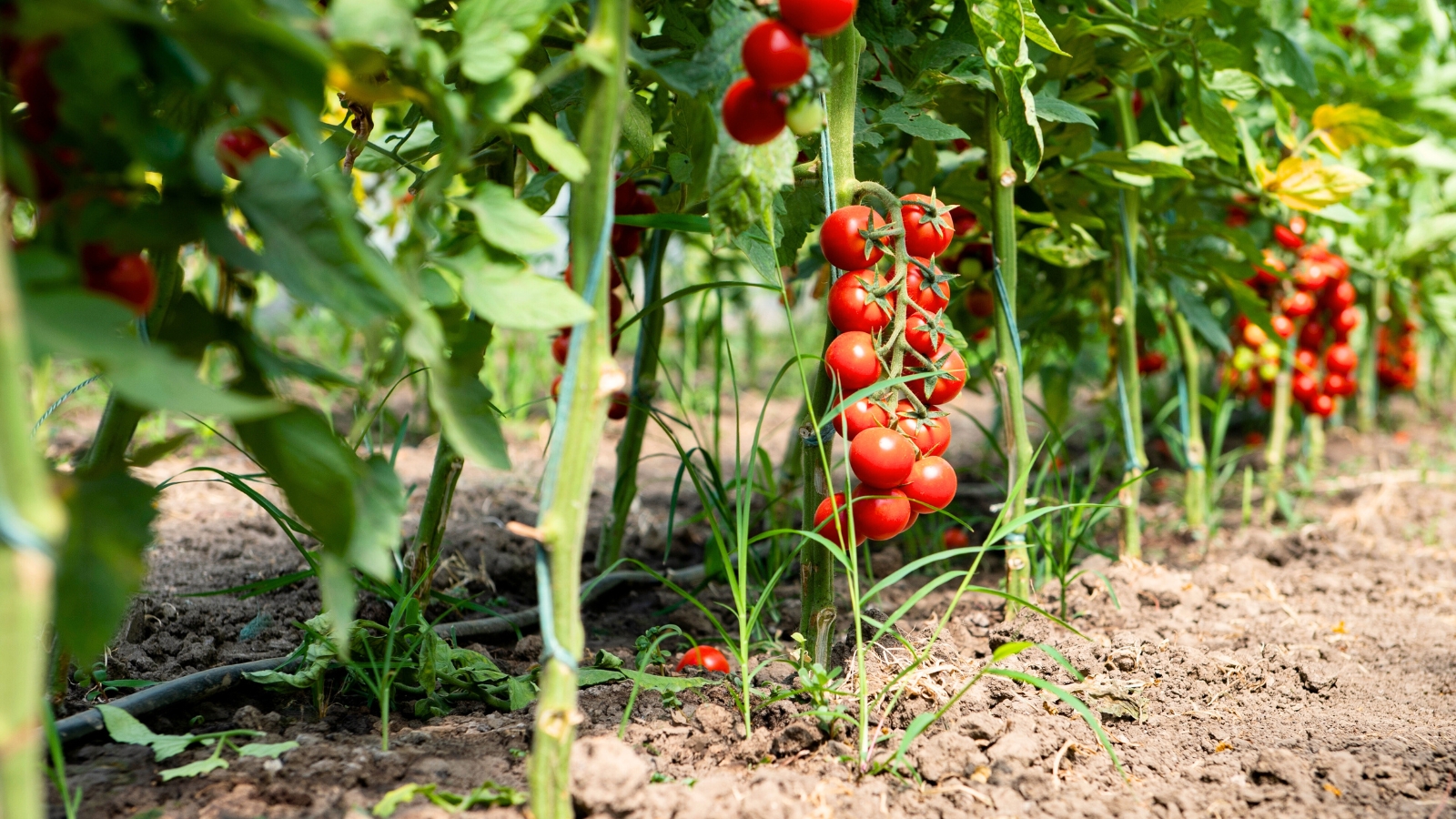 Close-up of tomato bushes growing in a row in a sunny garden with ripe clusters of round cherry tomatoes with smooth shiny red skin among lush, green, glossy foliage.