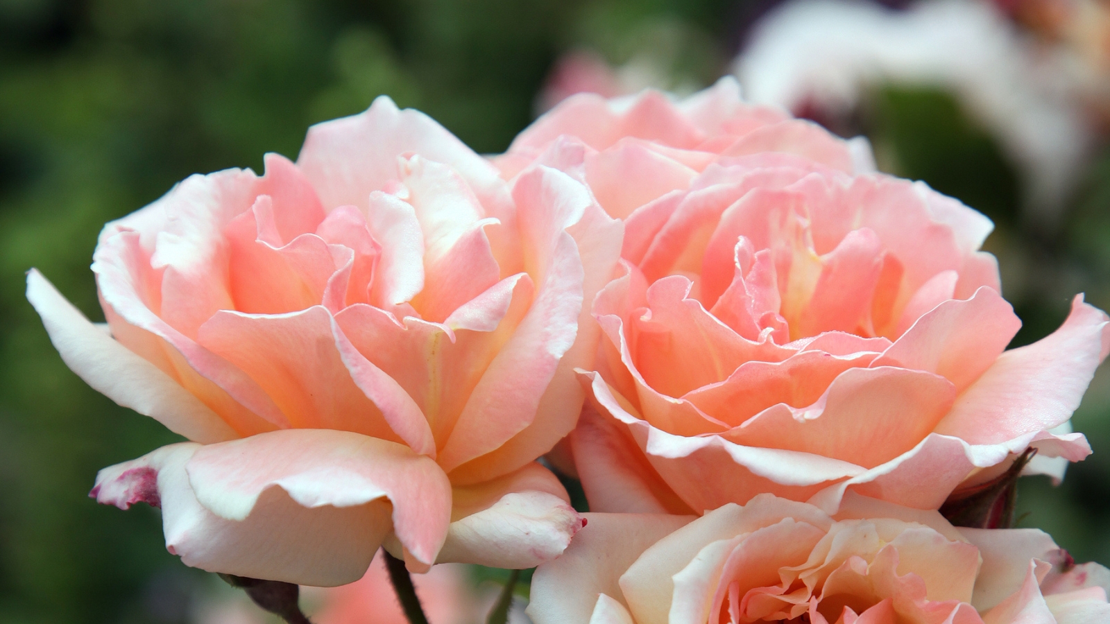 A close-up reveals delicate, soft pink 'Mother of Pearl' roses, their petals unfurling gracefully, capturing the gentle light with subtle iridescence