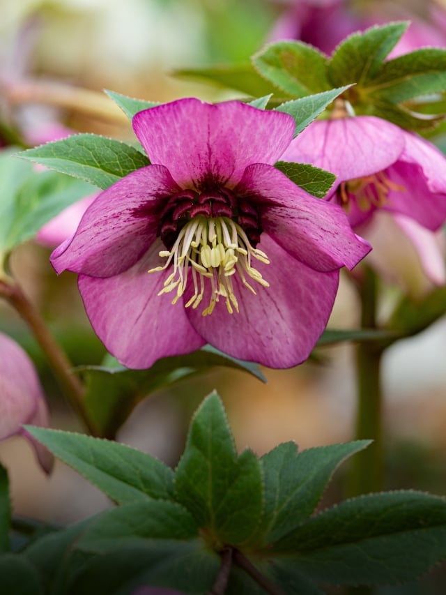 31 Plants That Provide Beautiful Winter Interest