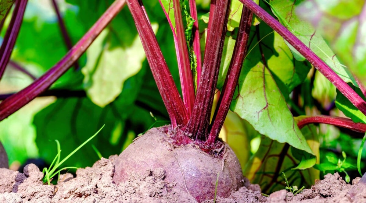 beet companion plants