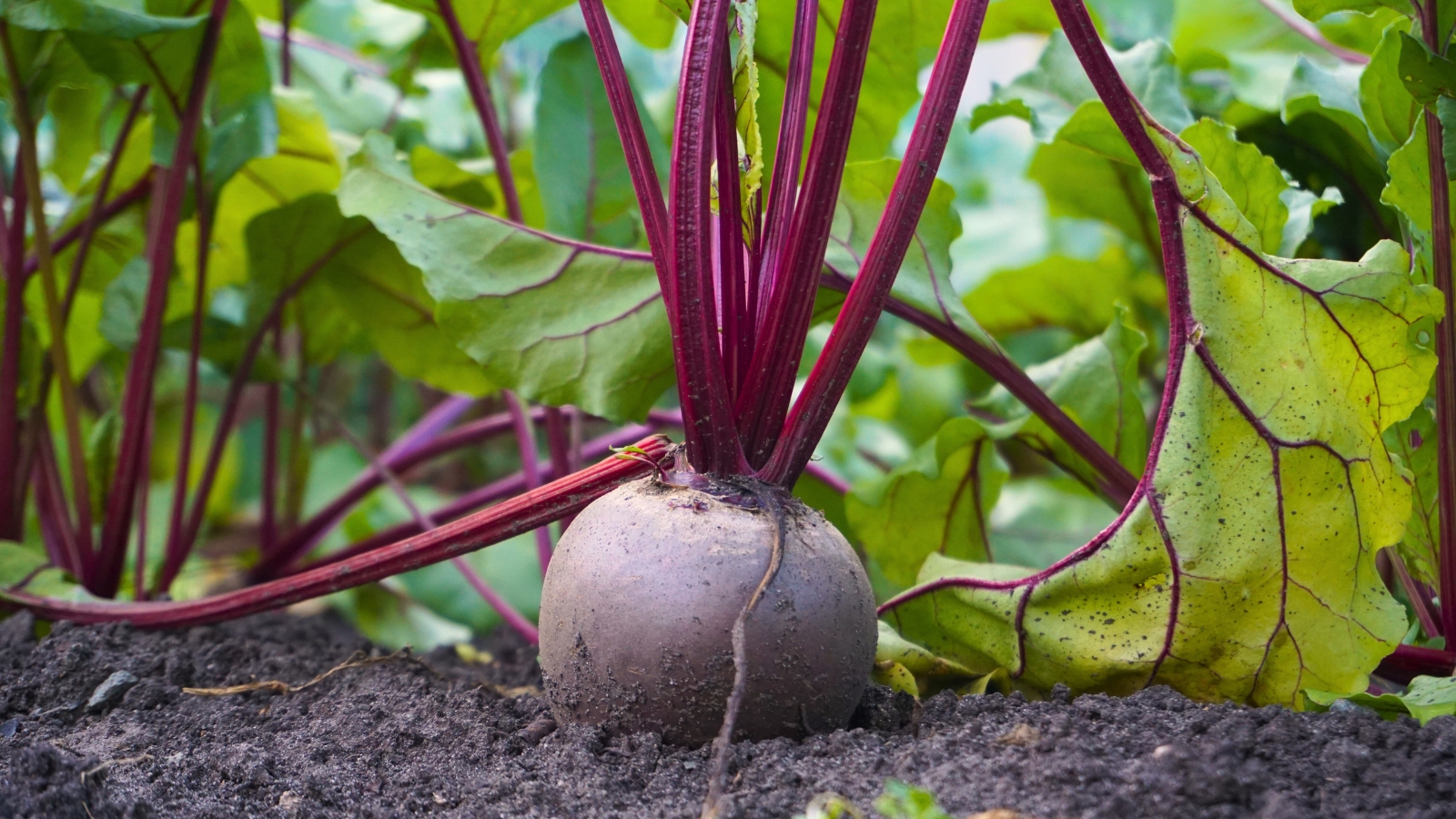 Close-up of a red beet with deep crimson root of a rounded shape, contrasting with its vibrant green, veined leaves and slender, reddish stems.