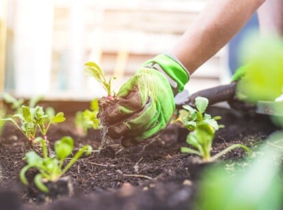 Close-up of female hands in green gardening gloves planting young radish seedlings on a raised bed.