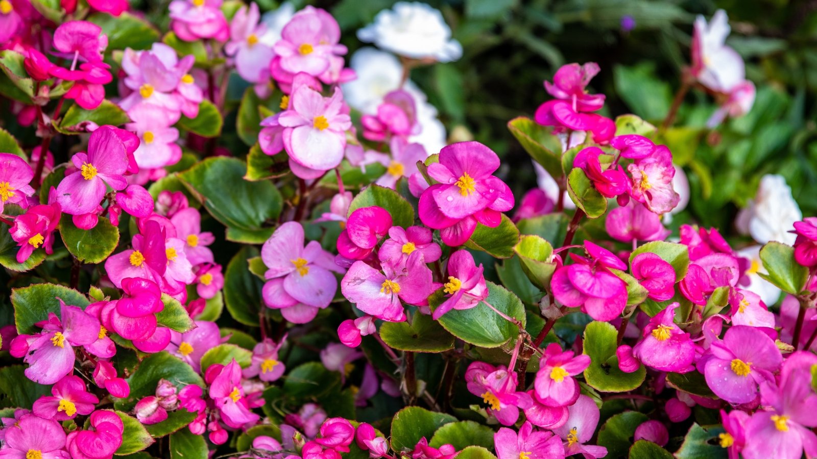 Begonias boast succulent stems and round, jagged-edged leaves, accompanied by clusters of delicate, pink and white flowers.