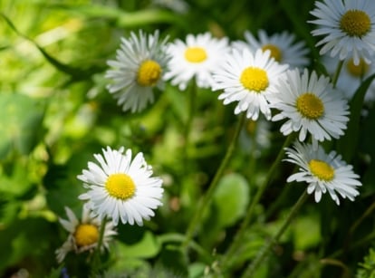 Bellis perennis showcases charming, small flower heads with a bright yellow central disc surrounded by white or pink ray florets, set against a backdrop of rosette-forming green leaves.