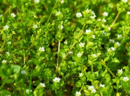 beneficial weeds. Close-up of flowering Chickweed plants (Stellaria media) in a sunny garden. Chickweed is a delicate annual herb with small, oval-shaped leaves arranged in pairs along its succulent, branching stems. Its dainty white flowers, each containing five deeply notched petals.