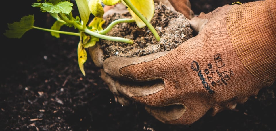 Hand in gardening gloves holding a plant