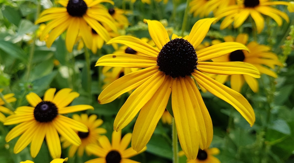 Close-up of blooming Black Eyed Susan flowers against a blurred green background. The plant has thin vertical stems and large heads with prominent black cones surrounded by bright yellow rays.