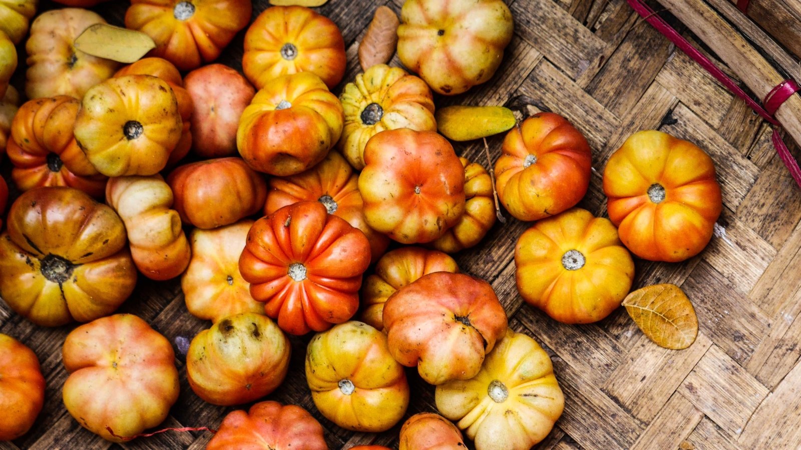 Top view of fresh ‘Big Rainbow’ tomato fruits on a wooden surface. Solanum lycopersicum ‘Big Rainbow’ is renowned for its large, beefsteak-type tomatoes. The fruits feature a kaleidoscope of vibrant colors, including shades of red, orange, and yellow, with swirling patterns reminiscent of a rainbow. Each tomato is characterized by its smooth, slightly ribbed exterior and hefty size.