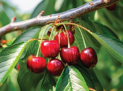 A close-up of a bunch of red 'Bing cherries nestled among verdant leaves, suspended delicately from a branch. In the backdrop, a soft blur highlights the abundance of lush green foliage, enhancing the natural beauty of the scene.