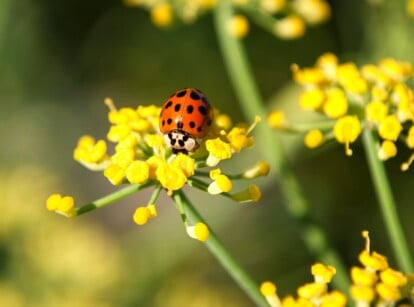 A ladybug rests on a yellow umbel flower. ready to prey on pests like aphids.