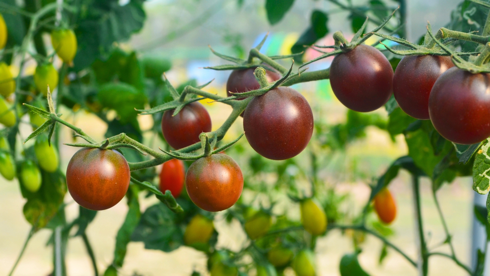 The Black Cherry tomato plant showcases cascades of glossy, dark green foliage, amidst which hang clusters of small, round fruits with a deep, purplish-red hue.