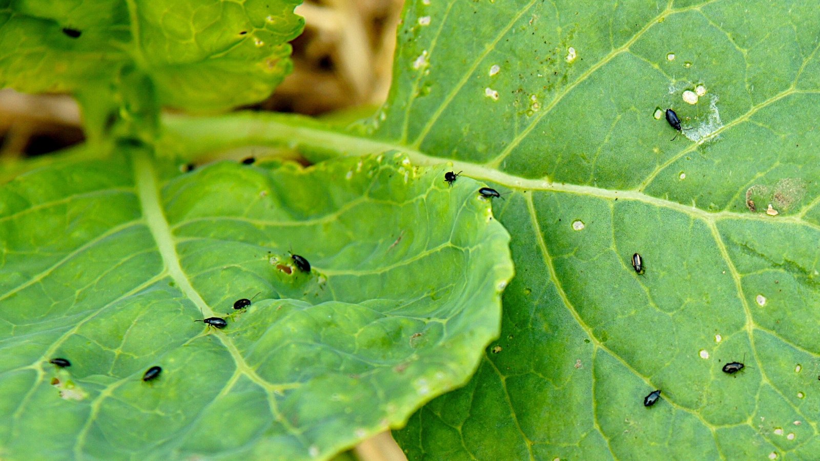 Close-up of large and wide cabbage leaves infected with tiny, black, shiny insects with elongated bodies called flea beetles.