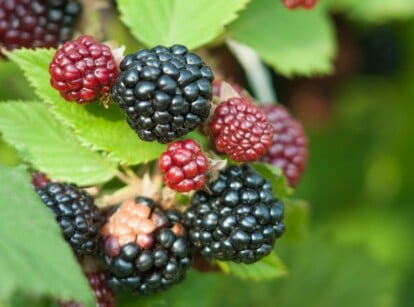 Blackberries in garden growing with green foliage and fresh berries