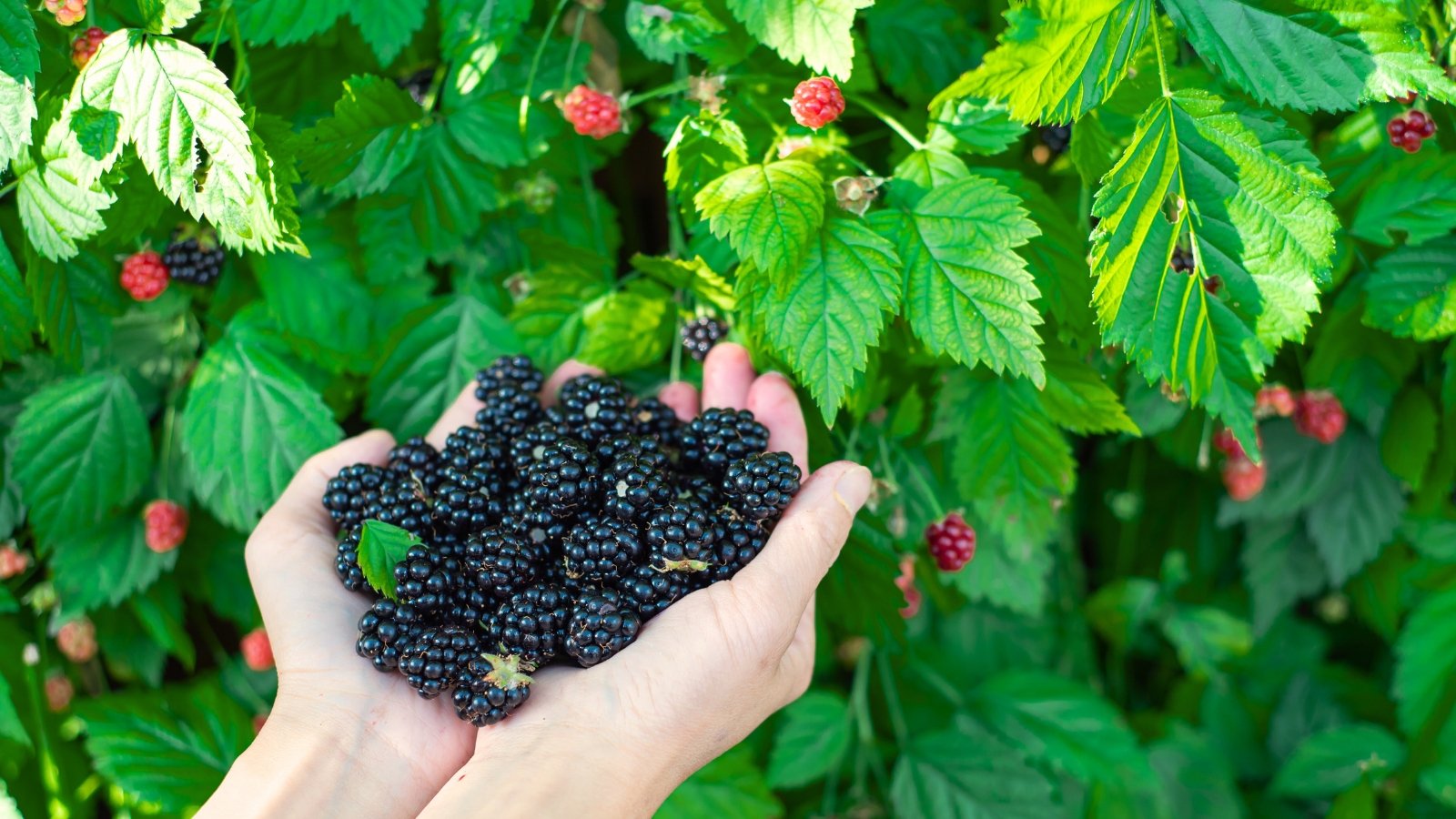 Close-up of two female hands with freshly picked blueberry berries against the background of blueberry bushes with lush, serrated, compound berries and plump, dark purple-black berries.