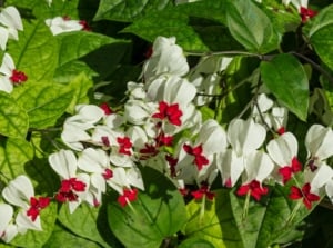 A bleeding heart vine displays luscious green leaves and vivid white and red flowers, basking in the warm sunlight, creating a picturesque scene of natural beauty.