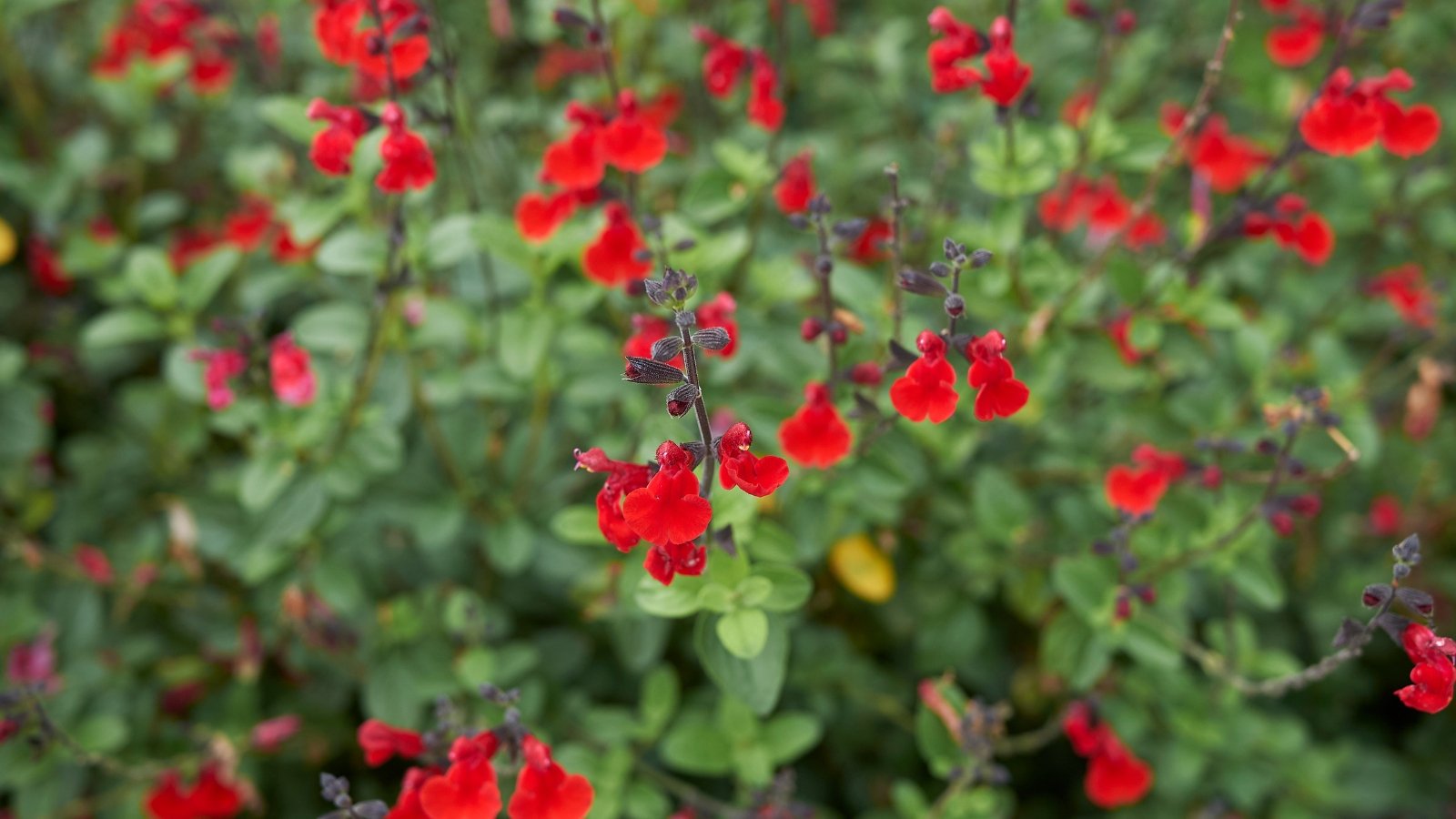 The Autumn Sage boasts slender, tubular flowers in vibrant hues of red, adorning aromatic foliage characterized by lance-shaped, gray-green leaves.