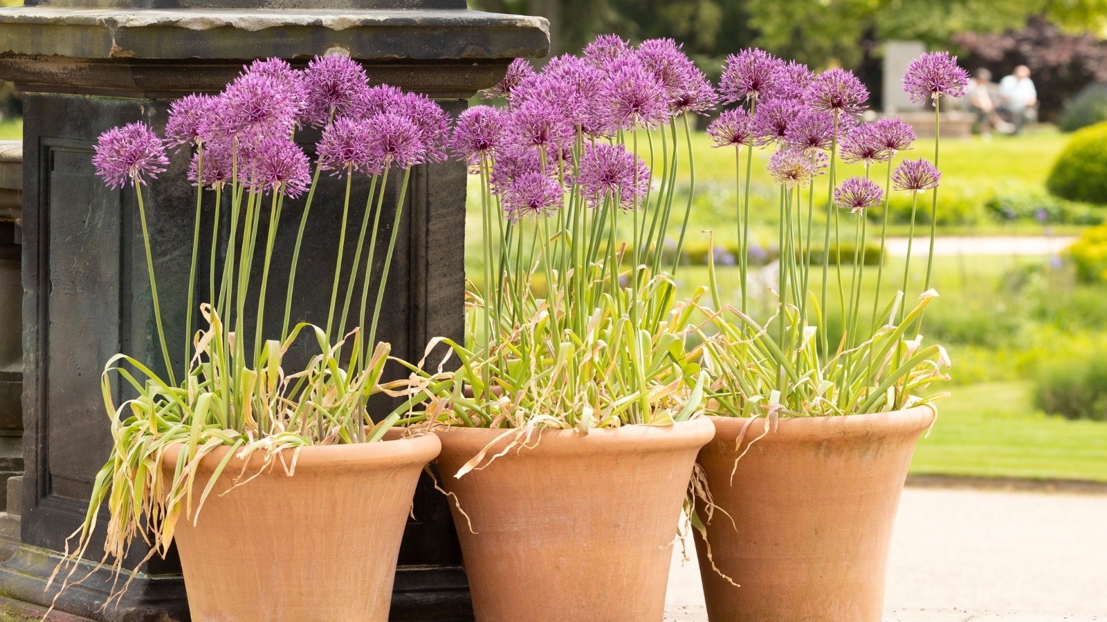 Three brown pots, arranged neatly outdoors, cradle delicate nodding onion plants crowned with purple blossoms. In the backdrop, a lush garden sprawls, its verdant beauty lending a serene ambiance to the scene.