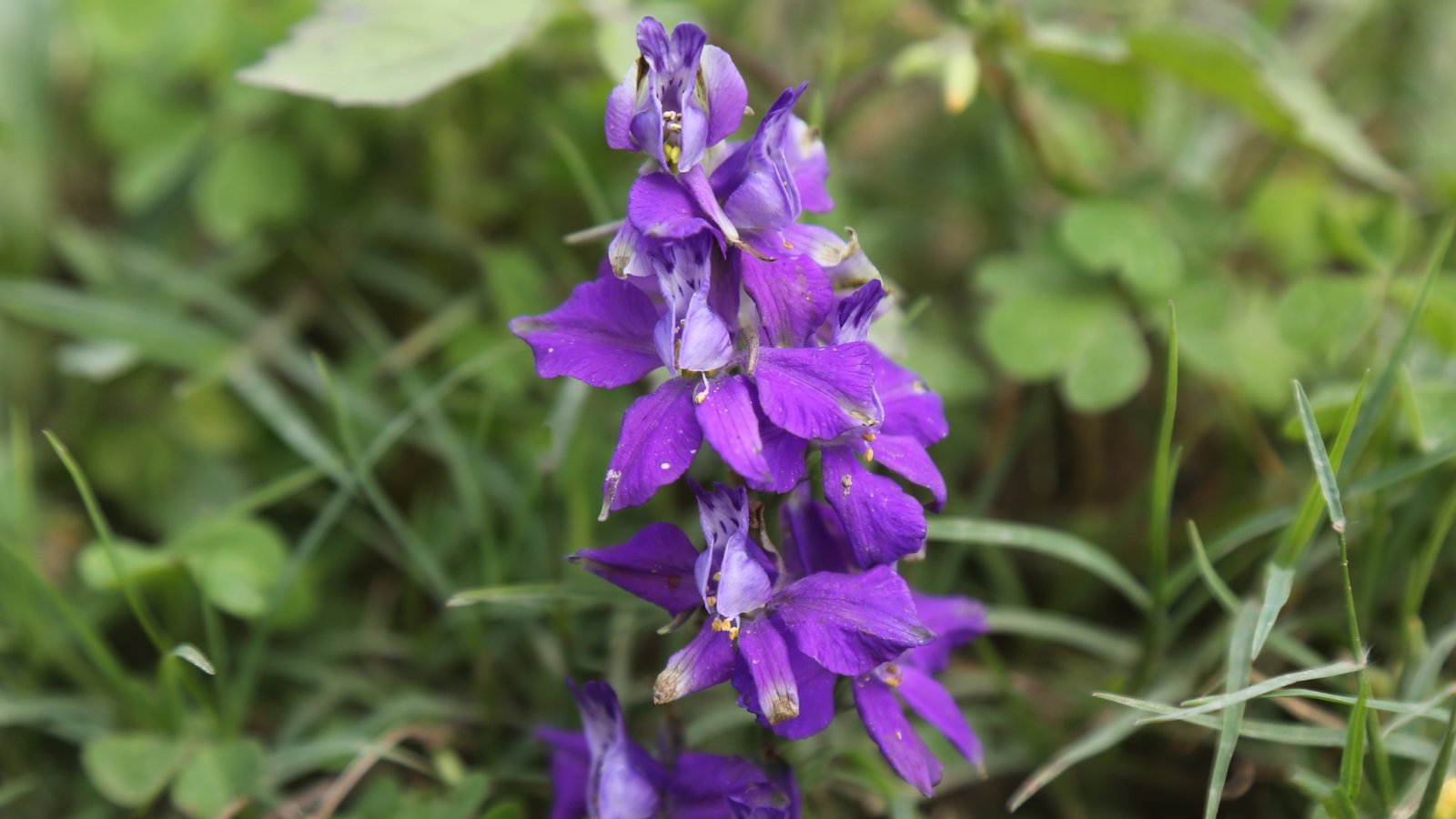 A cluster of blue skullcap flowers, each with deep purple petals, gracefully arranged along the stem, contrasting beautifully against the blurred backdrop of lush green foliage.