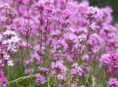 Purple sticky catchfly blossoms, stretching towards the sky, adorn the landscape with their striking hue and delicate petals, a testament to nature's intricate beauty and resilience.