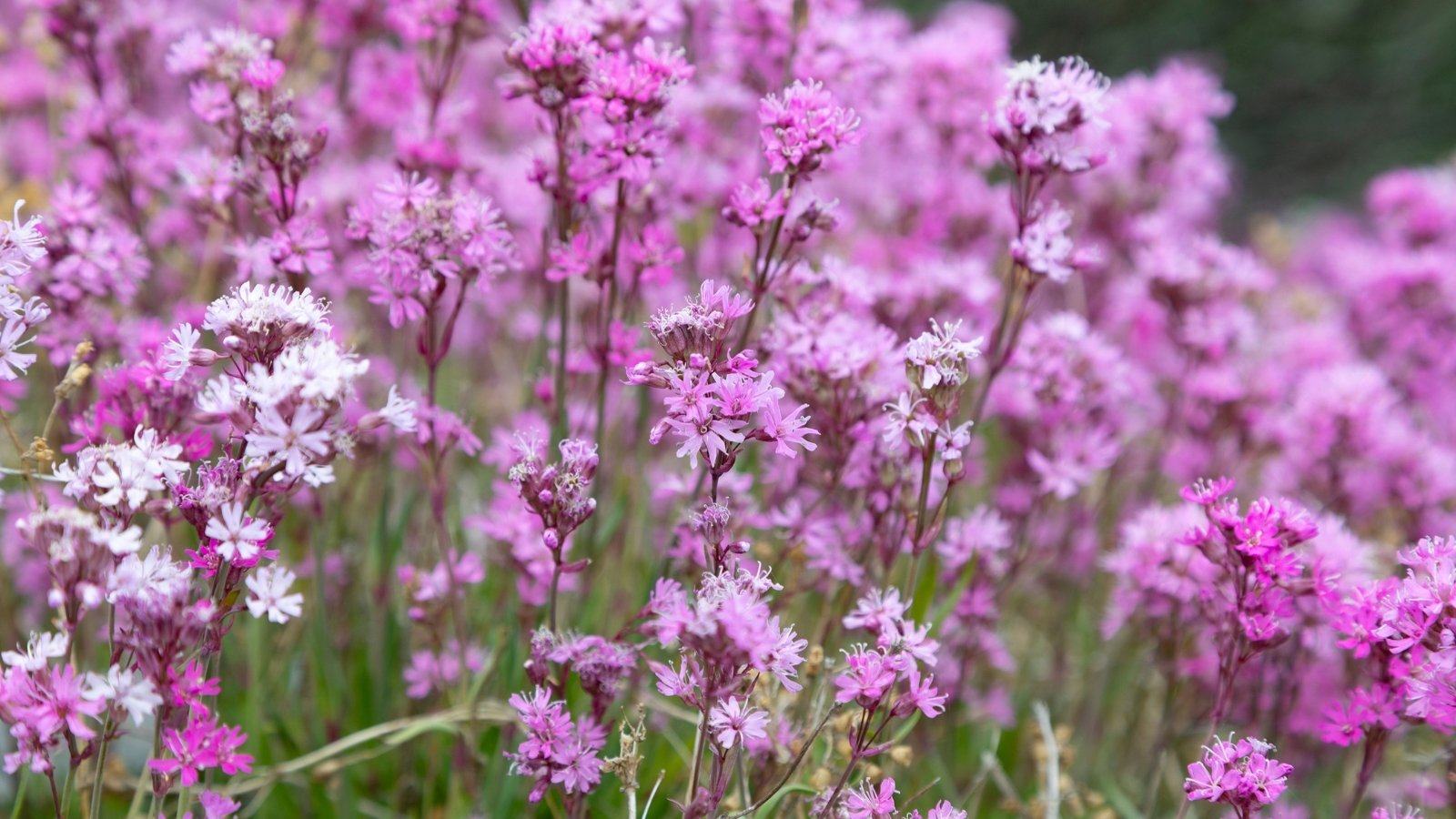 Purple sticky catchfly blossoms, stretching towards the sky, adorn the landscape with their striking hue and delicate petals, a testament to nature's intricate beauty and resilience.