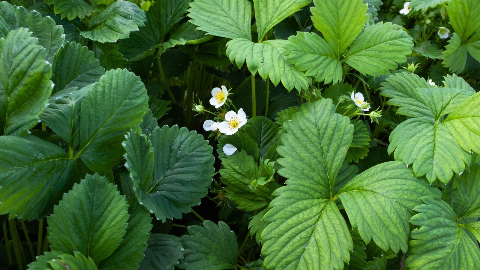 Close-up of flowering strawberry plants in the garden. The strawberry plant presents itself with vibrant green leaves arranged in sets of three leaflets, alternately placed along its stems. Some leaves are a pale green shade due to lack of sun. Amidst the foliage, delicate white flowers with yellow centers bloom.