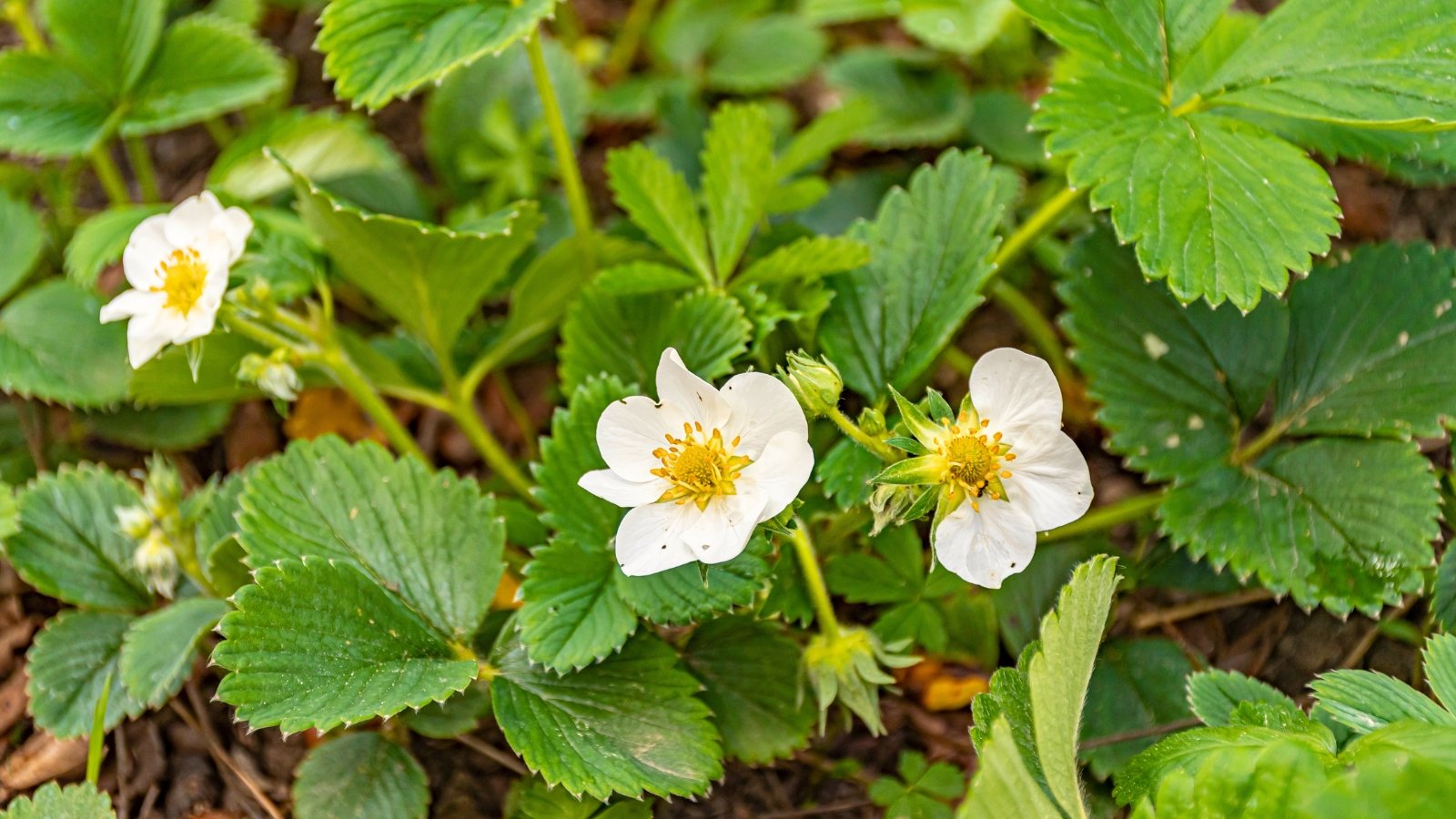 Close-up of flowering strawberry plants in a sunny garden. Strawberry plants exhibit vibrant green leaves, with serrated edges, arranged in clusters on trailing stems close to the ground. Amidst the foliage, delicate white flowers with yellow centers emerge, adding a charming touch to the lush greenery.