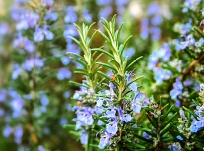A cluster of delicate blue flowers blossoming on vibrant rosemary branches. Each petal unfurls gracefully, creating a visually captivating display. Surrounding the blossoms, slender green leaves add an extra layer of freshness to the herbal landscape.