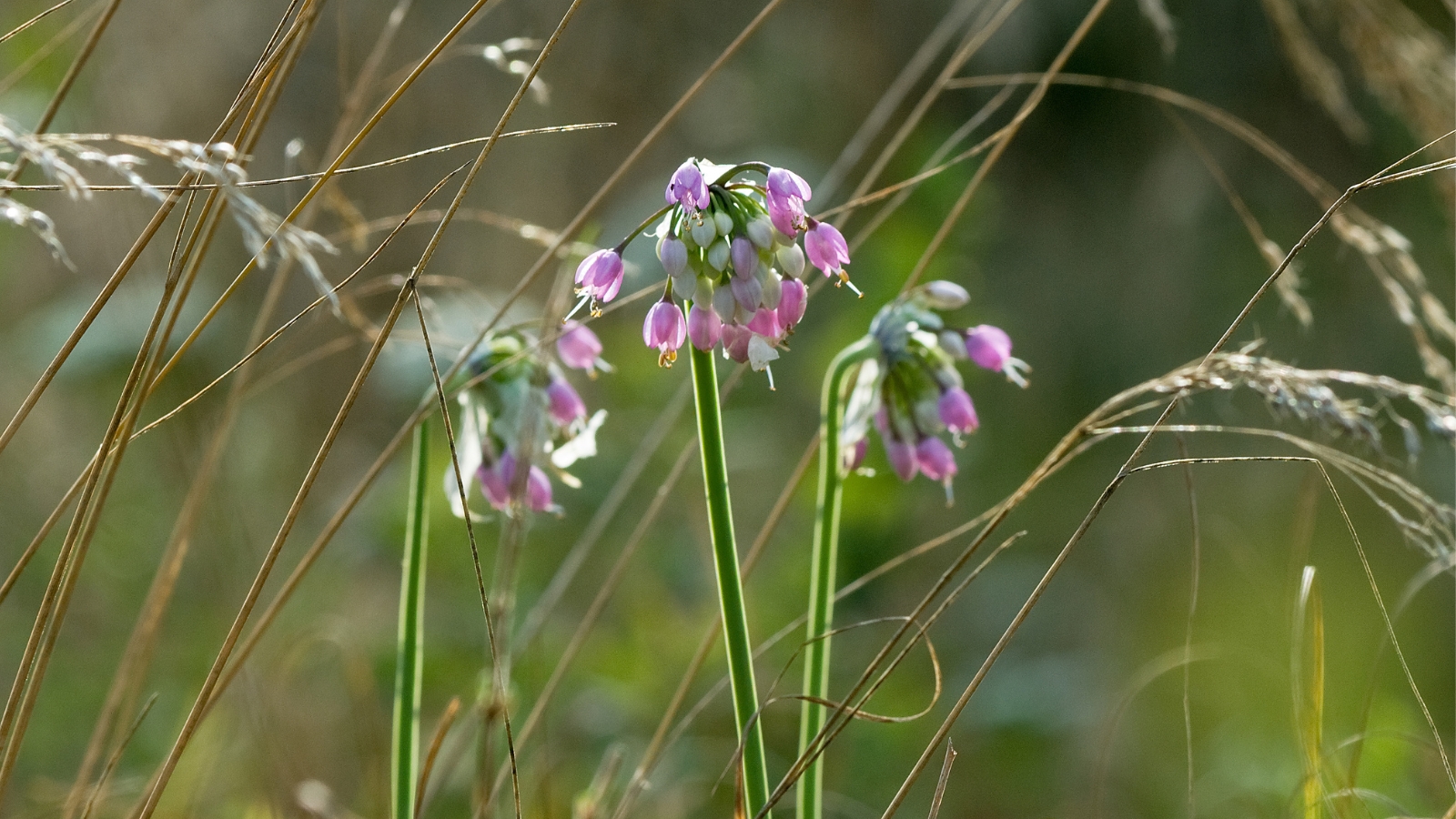 Three green nodding onion stems adorned with delicate purple flowers bask in the warm sunlight, their petals gently swaying in the breeze. They stand amidst a sea of meadow grass, creating a serene and picturesque natural scene.